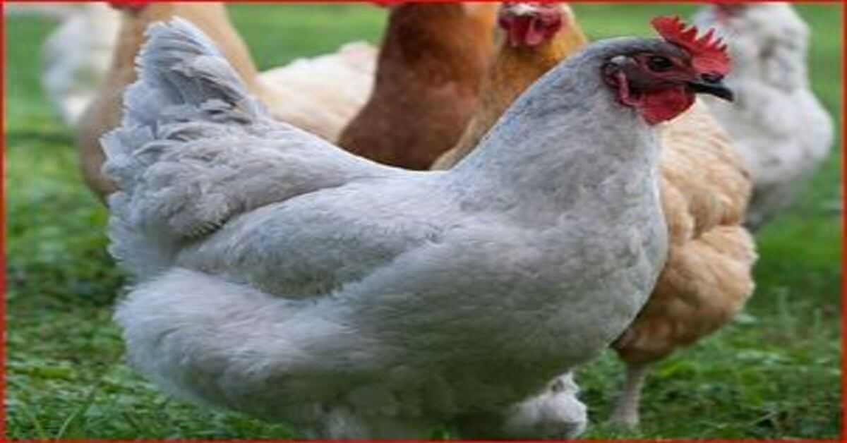 Lavender Orpington Breed Information Guide For Chicken