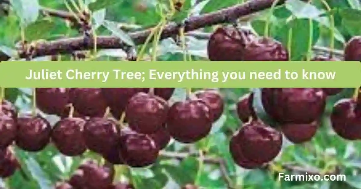 Juliet Cherry Tree Everything You Need To Know