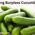 Burpless Cucumbers grow