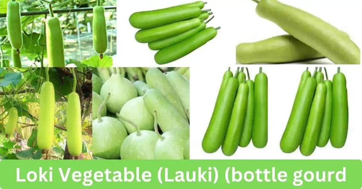 Discover The Health Benefits Of Loki Vegetable (Lauki): A Nutritional ...