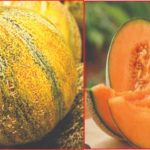 Tuscan Melon Origins, Varieties, and Culinary Delights
