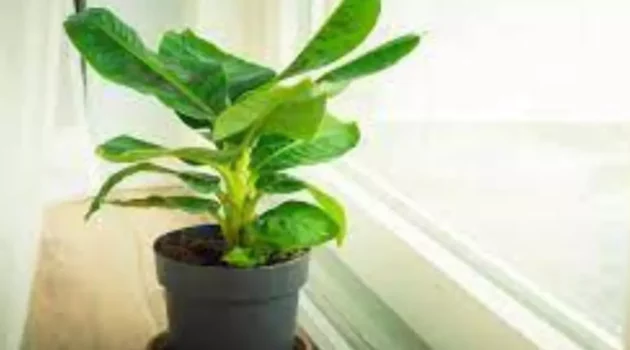 Grow a Banana Plant Indoors