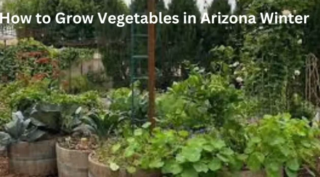 How to Grow Vegetables in Arizona Winter