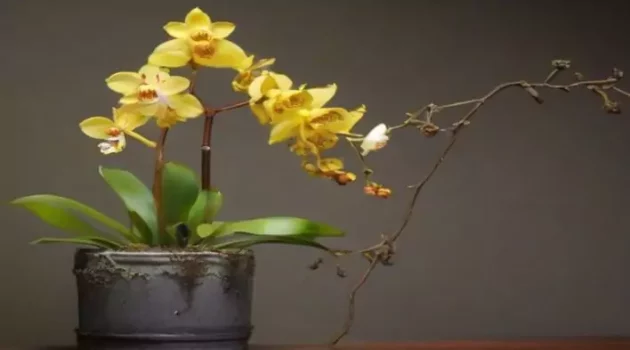 Oncidium Tsiku Marguerite orchid.