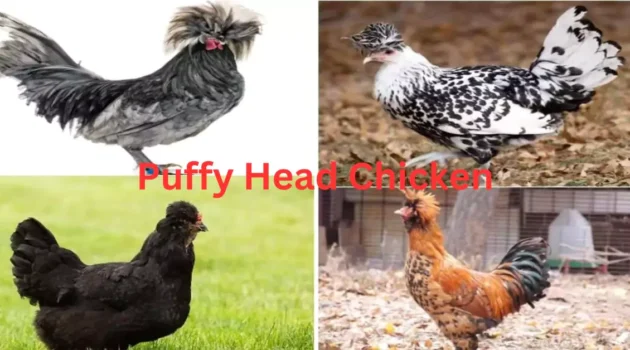 10 Puffy Head Chicken Breeds