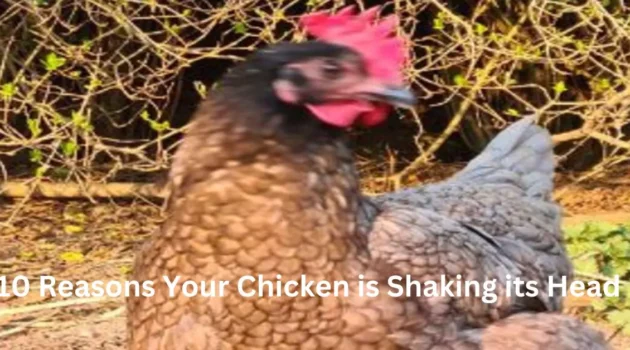 10 Reasons Your Chicken is Shaking its Head