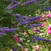 Care for Pink Vitex