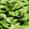 How to Grow Kale Microgreens