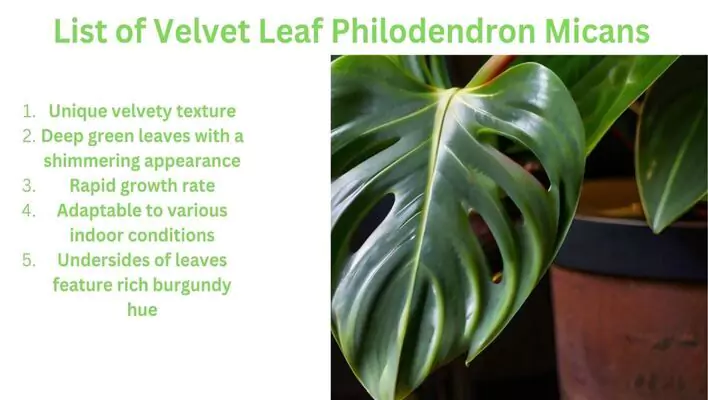 List of Velvet Leaf Philodendron Micans