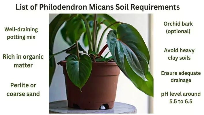 Philodendron Micans Soil